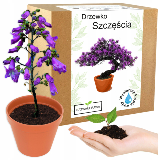 Súprava na pestovanie bonsaju šťastia, paulownia imperial oxytree